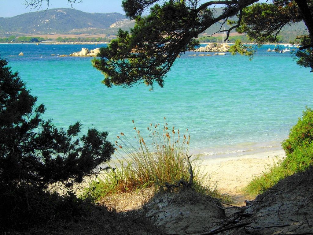 Plage du sud de la Corse bordée de pins avec eau claire et sable fin