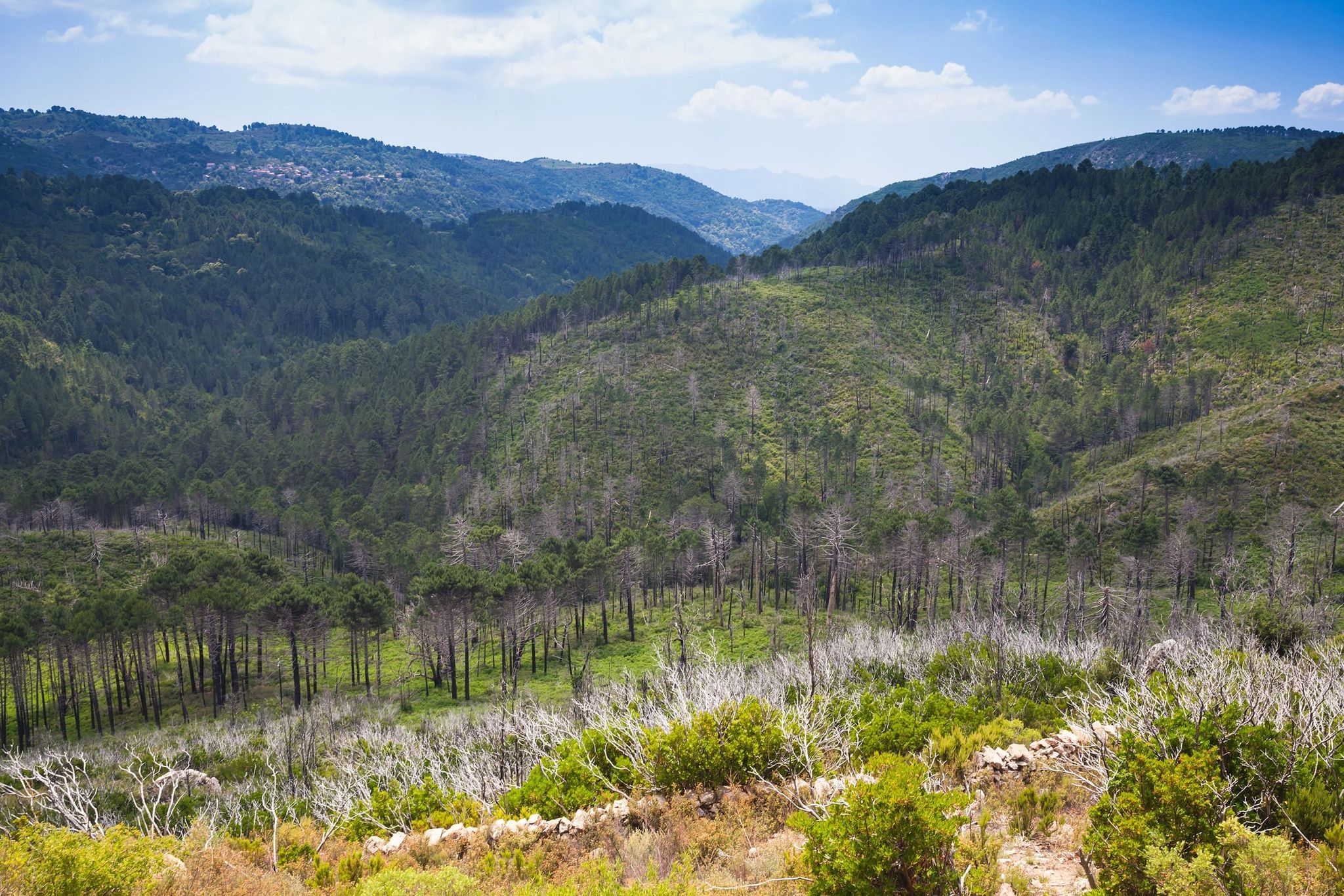 Vue d’un paysage naturel vallonné avec collines boisées en Corse du Sud